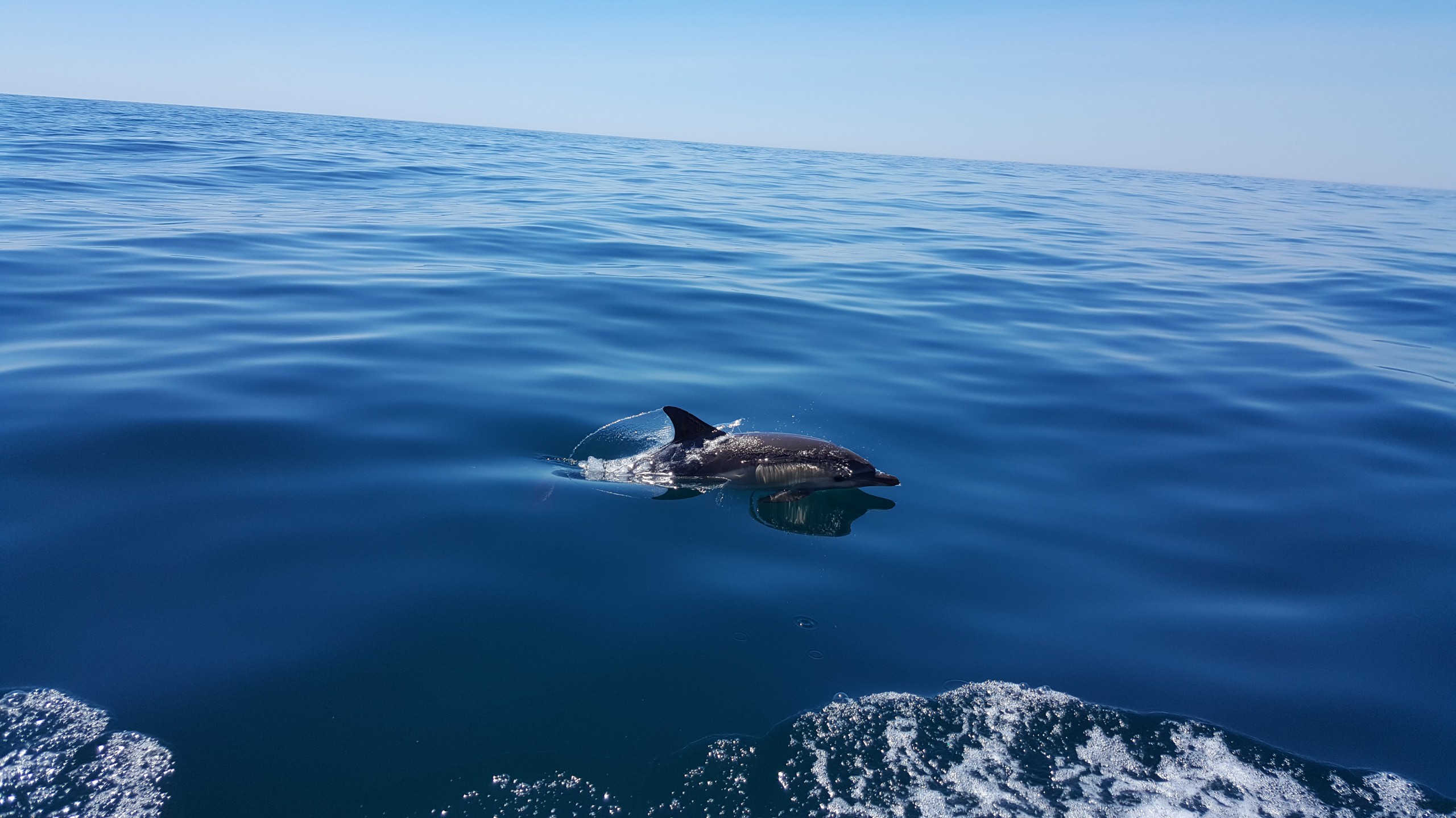 Dolphin Explorers - passeio de golfinhos em cascais.