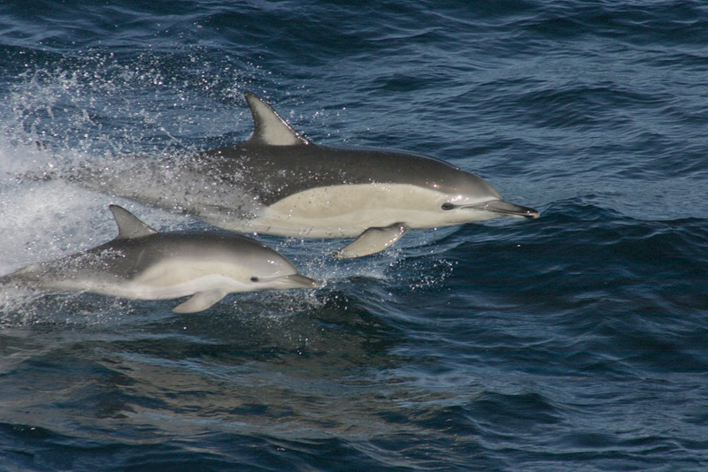 Dolphin Explorers - passeio de golfinhos em cascais.
